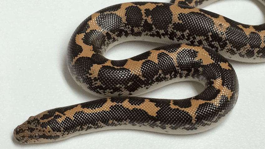 Is the tiny sand boa the next big deal?
