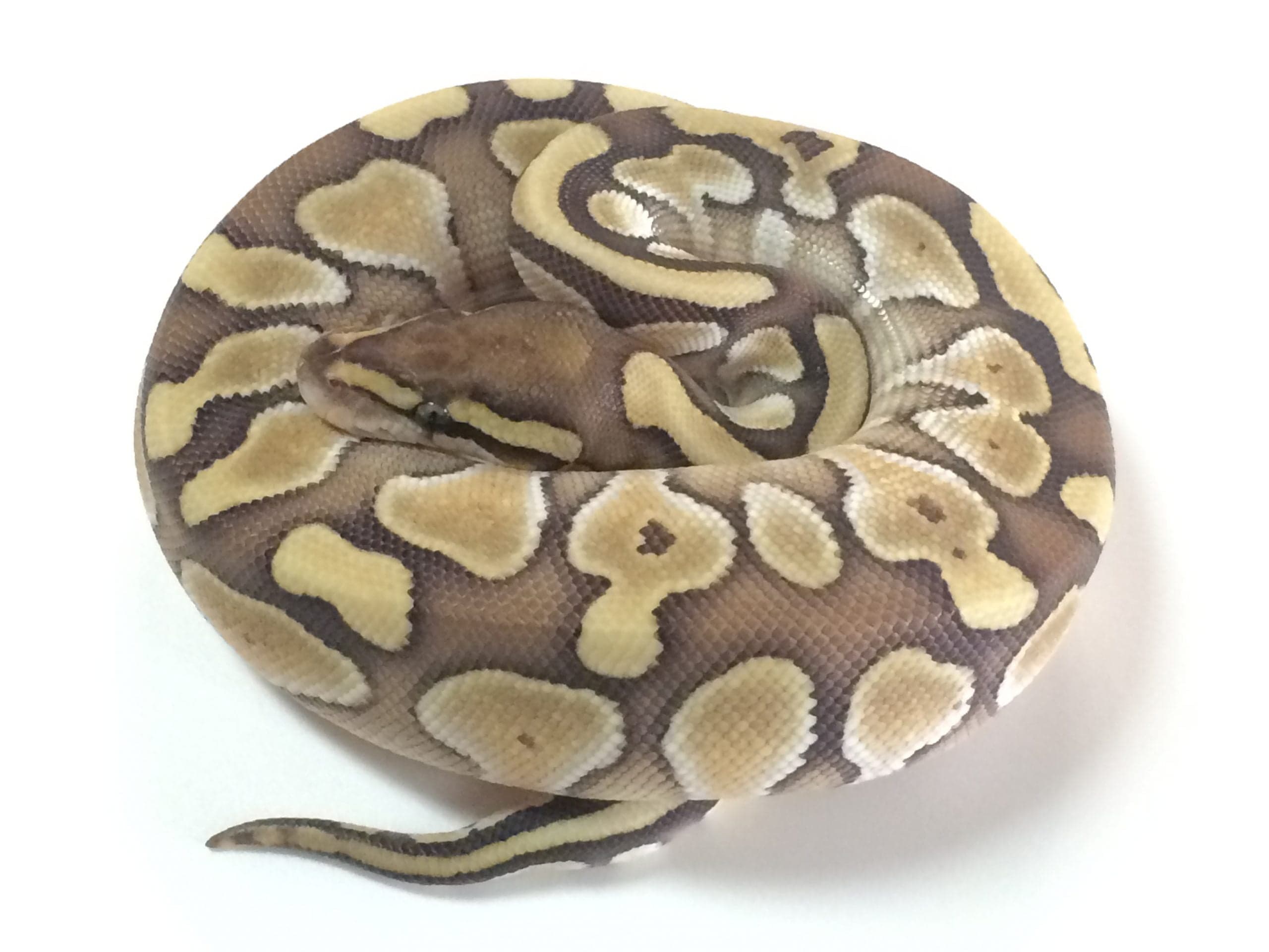 Baby Butter Ball Python