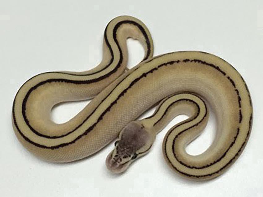 The Genetic Stripe Ball Python, Natures Paintbrush.