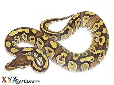Baby Mojave Ball Python