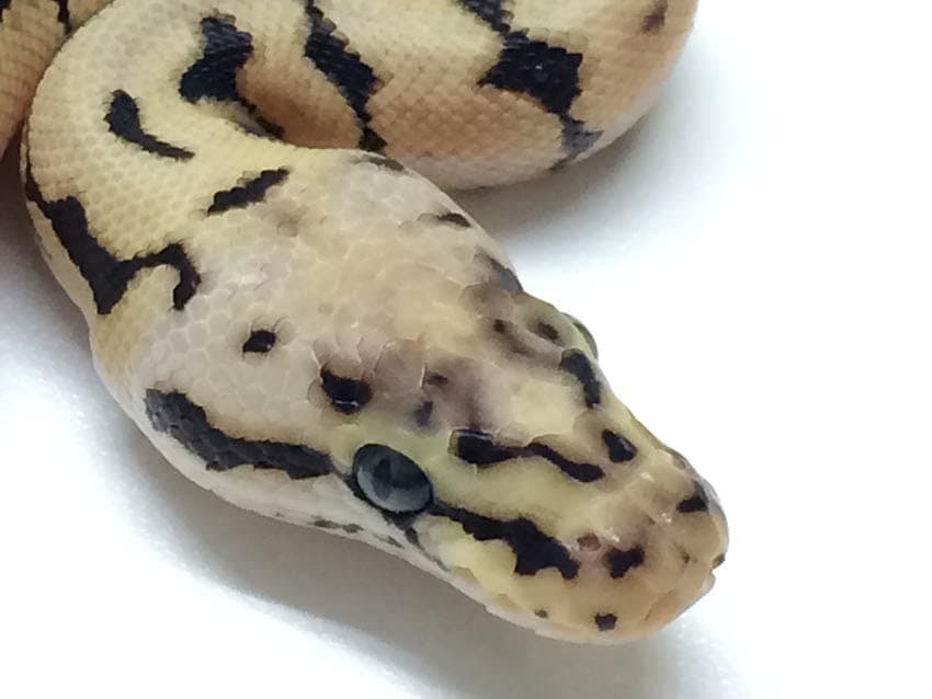 If the Spider Ball Python is being shunned the world over why is the Bumblebee Ball Python so popular?