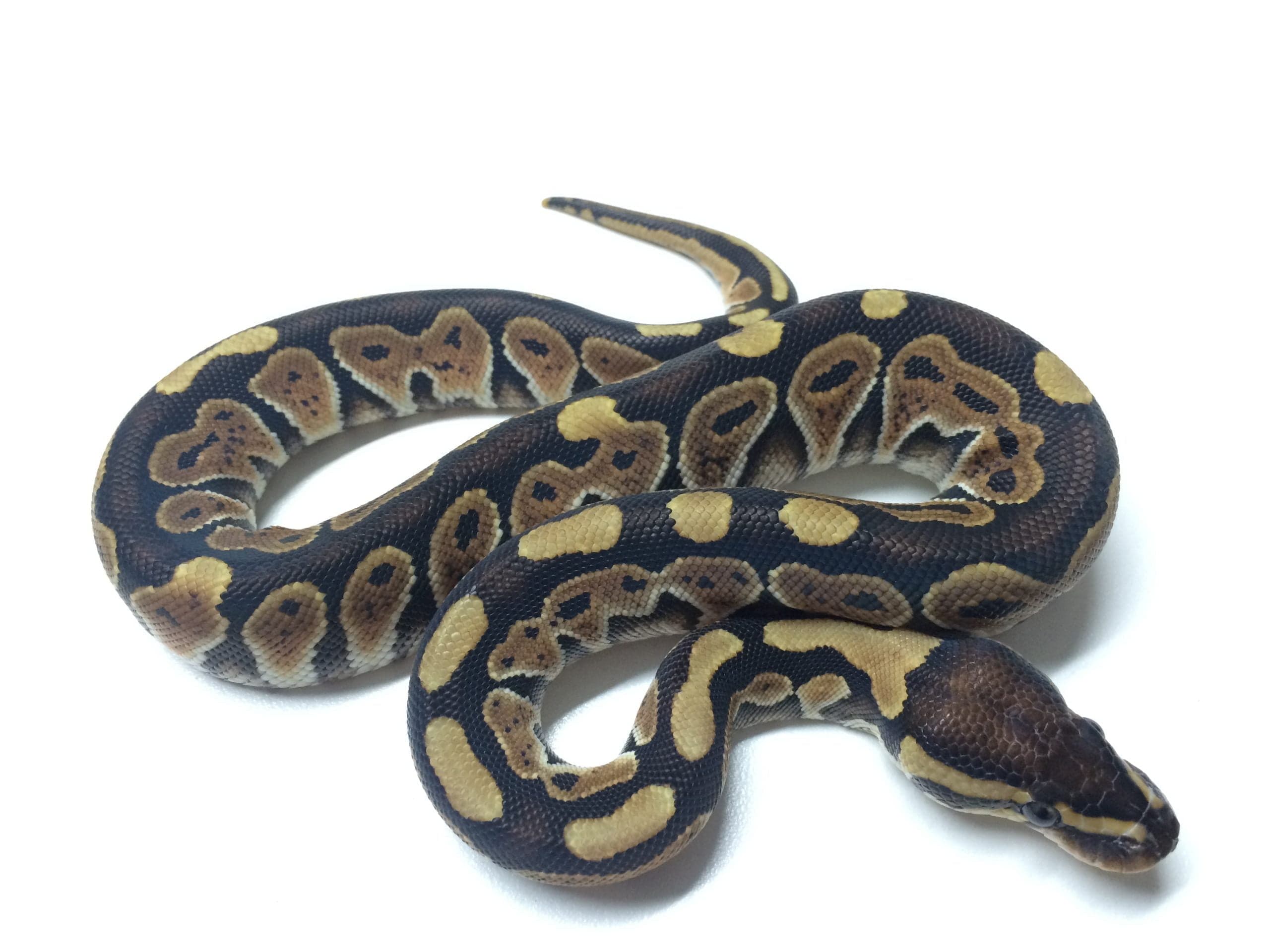 Het Leucistic Russo Ball Python Female Adult