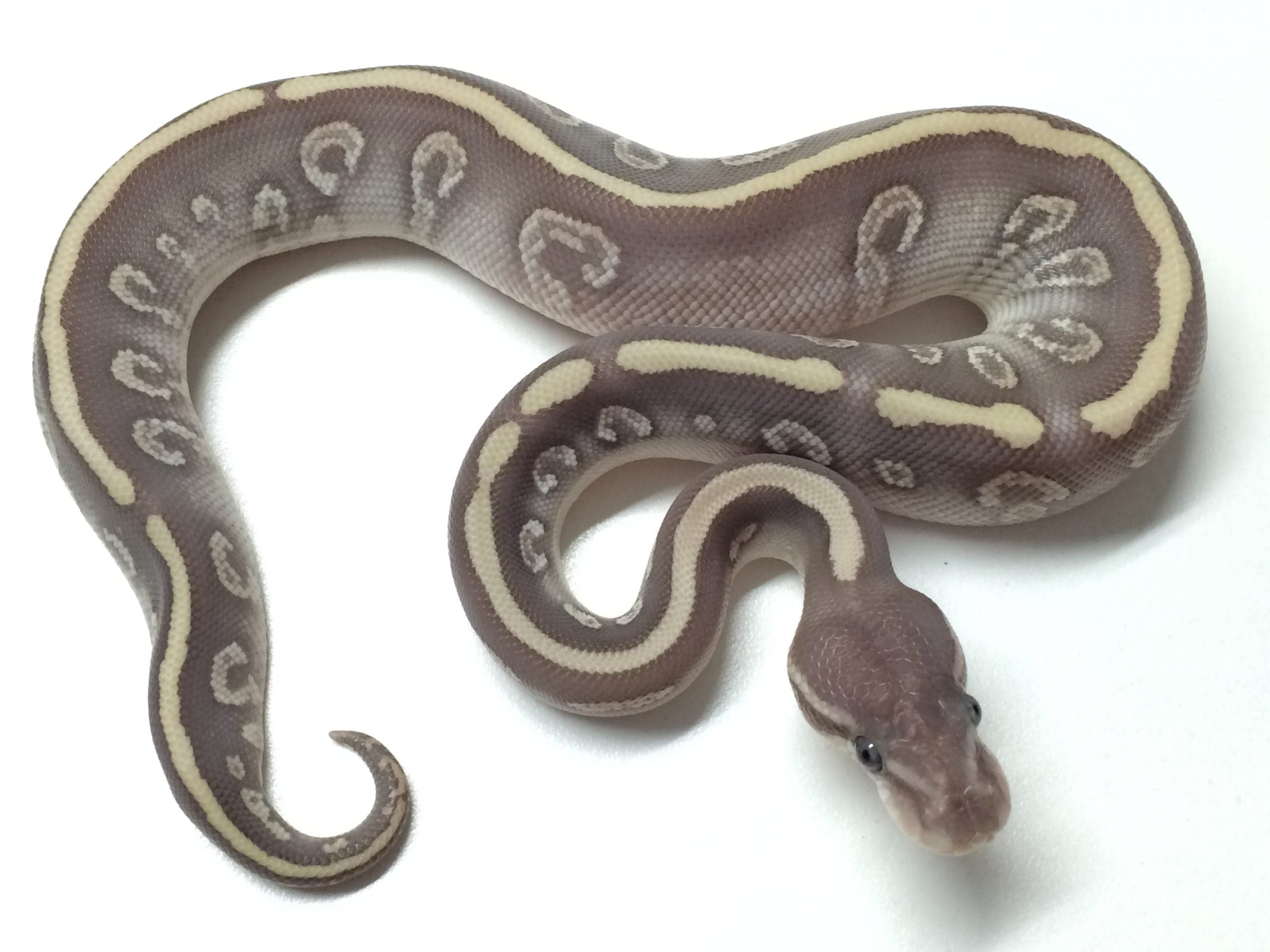 Baby Super Mystic Ball Python