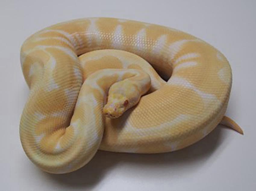 Timing is everything, When is it OK to buy a Breeder or Adult Ball Python?