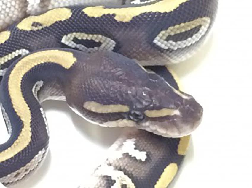 The dynamic Mojave Ball Python, where would we be without it?
