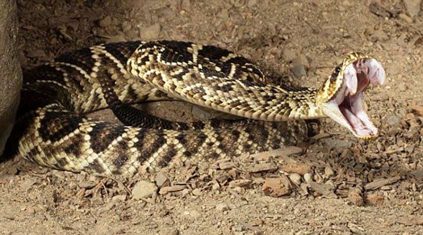 Keeping venomous snakes, From my first to my last!