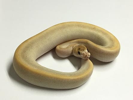 Baby Champagne Lesser Ball Python