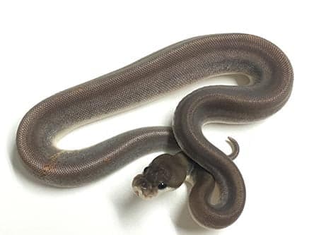 Baby Super Cinnamon Ball Python