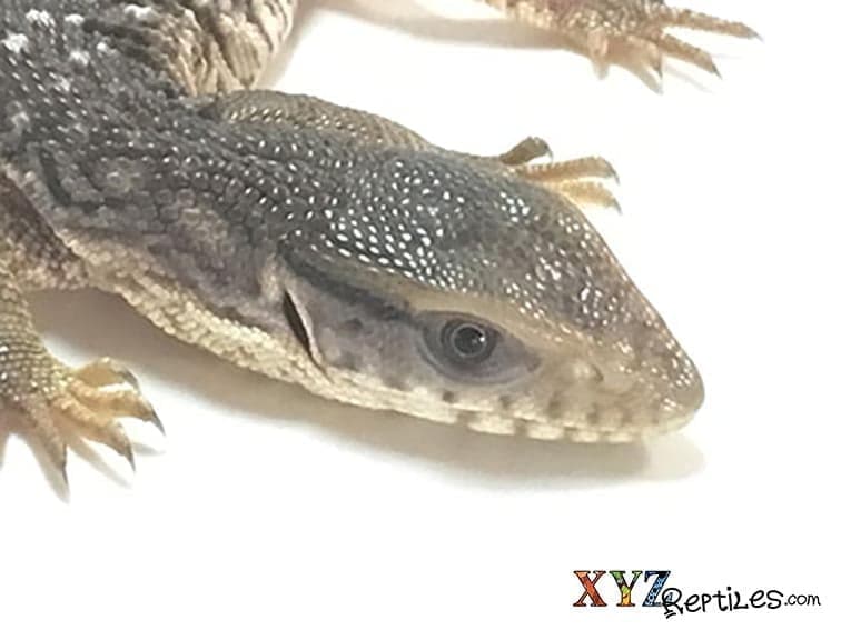 Baby Savannah Monitor Lizards as pets learn before you buy