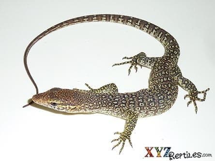 Timor Monitor For Sale