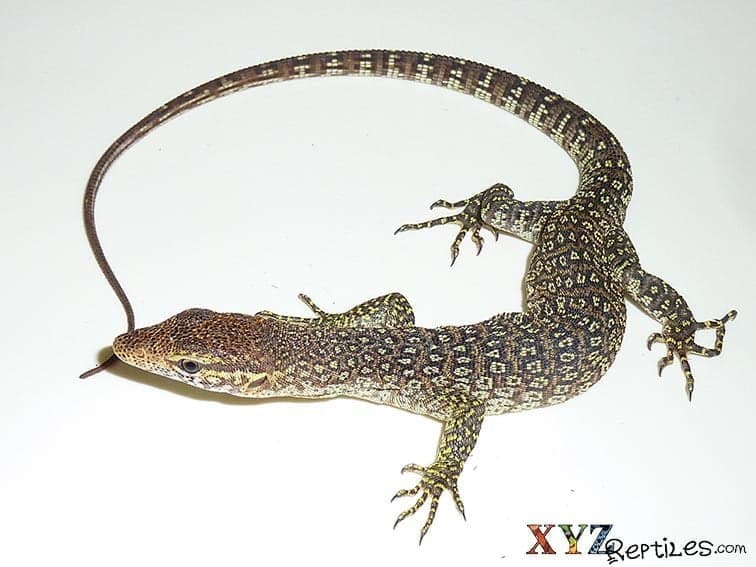 Have you tried keeping Small Monitor Lizards as reptile pets?