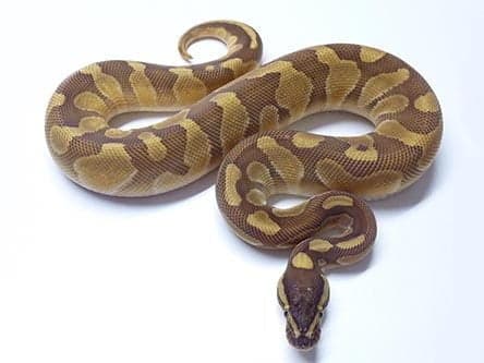 Baby Enchi Lesser Ball Python