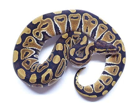 Baby Mocha Ball Python