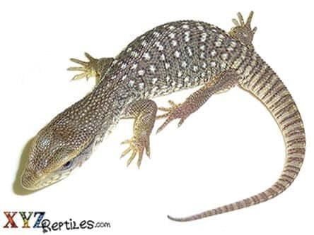 Baby Savannah Monitor
