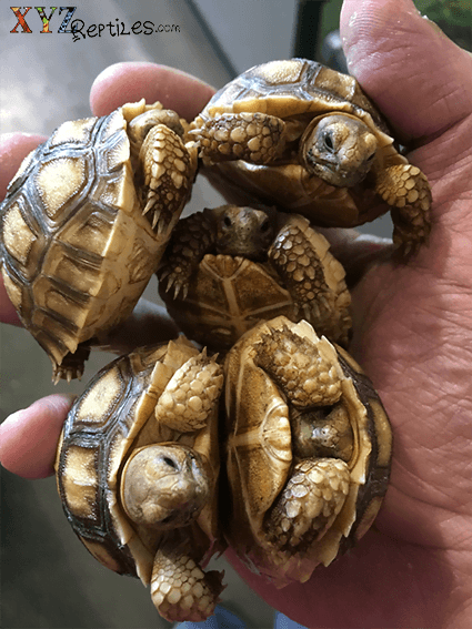 Finding the right pet tortoise for sale