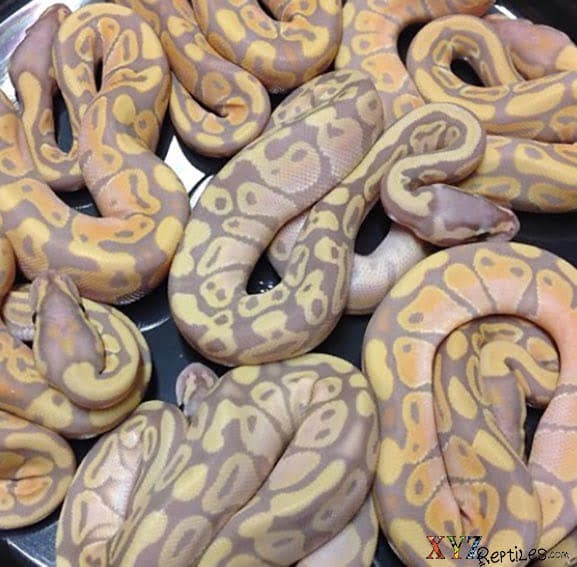 It’s the time of year to find baby ball pythons for sale