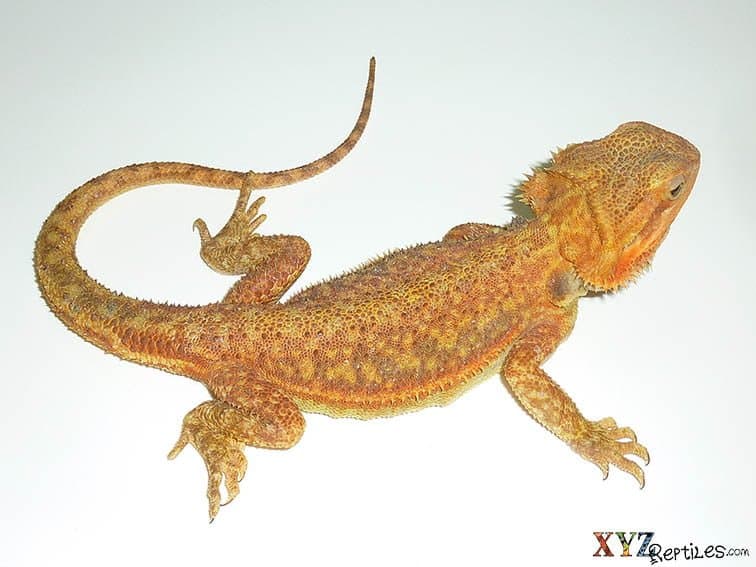 The many colorful phases of the pet bearded dragon and where they come from