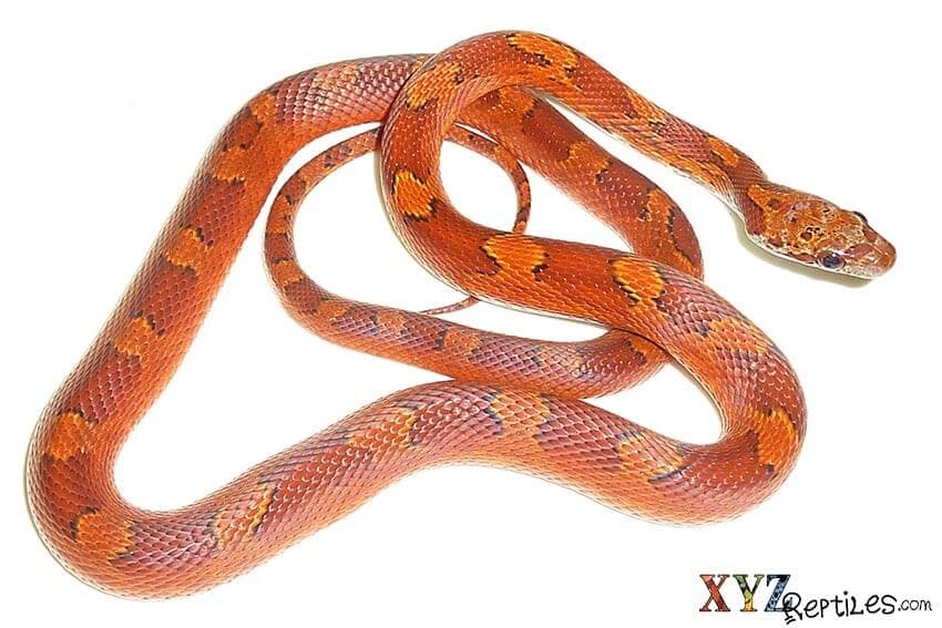 Is a corn snake the right reptile pet for me?