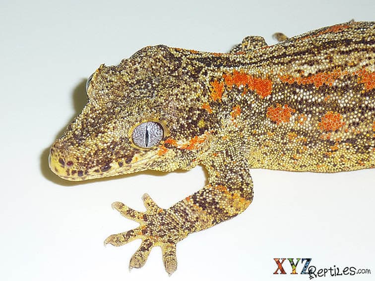 The Crested Gecko vs the Gargoyle Gecko as Pets