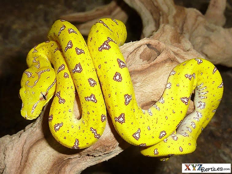 The history of the mysterious green tree python