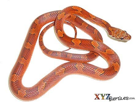 Blood Red Corn Snake