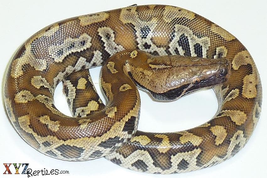 Is the Blood Python as mean as people say?
