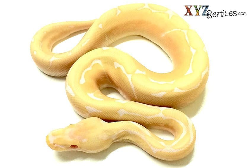 The Production of the Albino Ball Python and Its Morph Combos