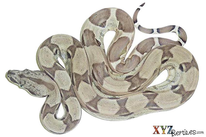 A Little History on Breeding Red Tail Boa Morphs