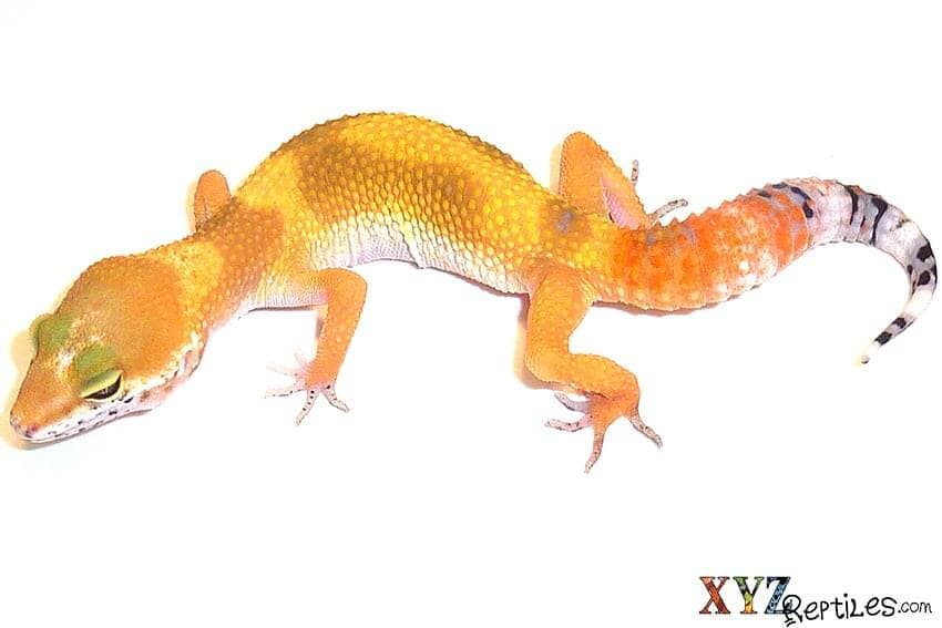 How good are leopard geckos as pets?