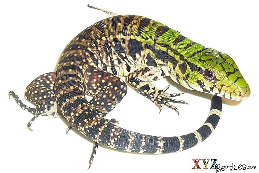 The One Place You should Never Buy Lizards For Sale From