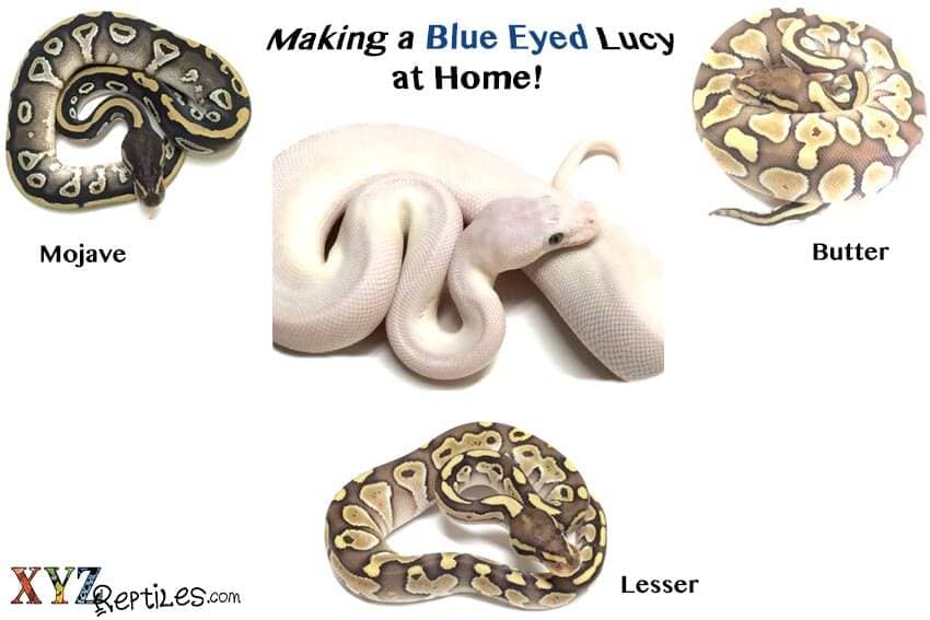 Making the White Blue Eyed Lucy Snake at Home