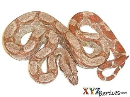 Baby Caramel Albino Central American Boa