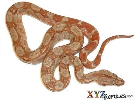 Baby Caramel Sunglow Central American Boa for Sale