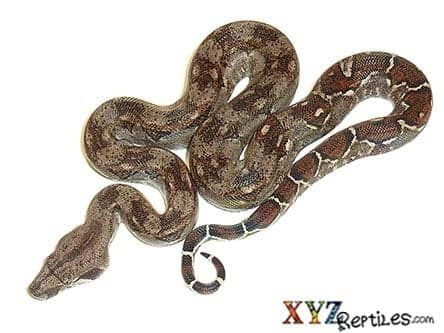 Baby Central American Boa