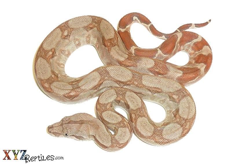Finding a Smaller Large Pet Snake in Central American Boas