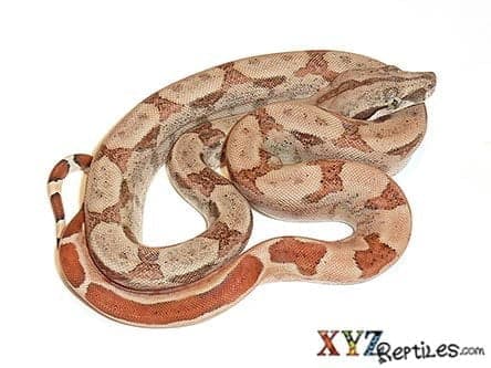 Baby Hypo Central American Boa