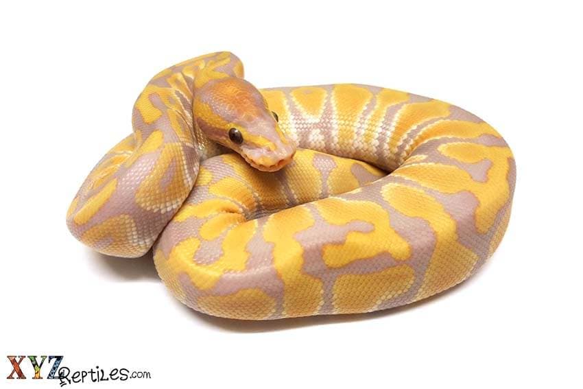 Banana Balls, Candy Balls and the Rainbow Ball Python Morph