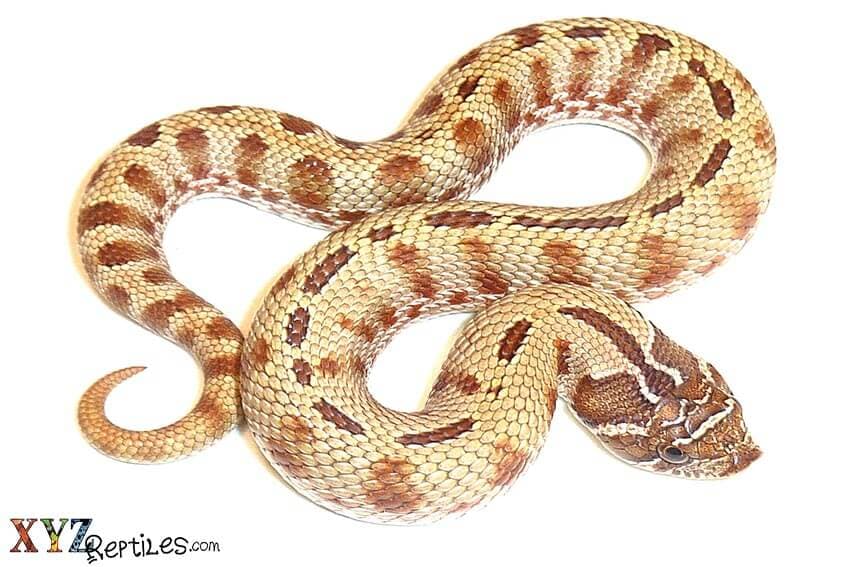 Hog Nose Snakes as Pets and Their Various Morphs