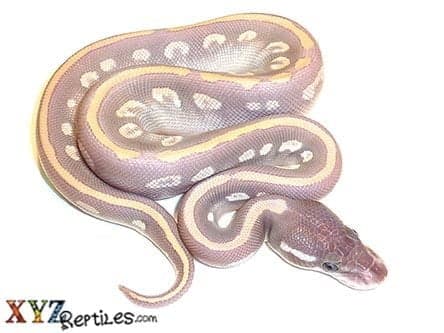 Baby Purple Passion Ball Python