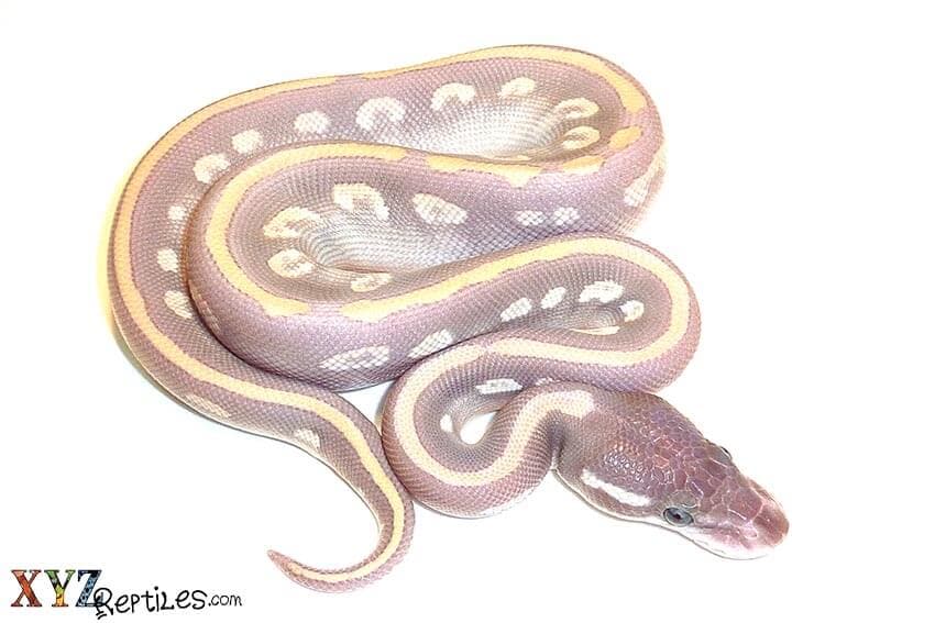 Are Mystic Potion Ball Pythons And Purple Passions Really BELs?