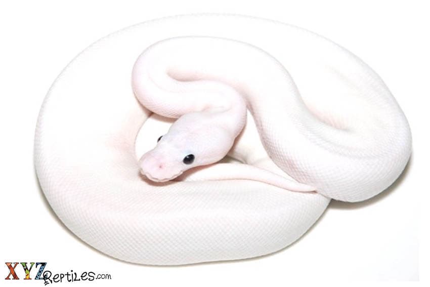 The Many Ways to Make a Black Eyed Lucy Ball Python