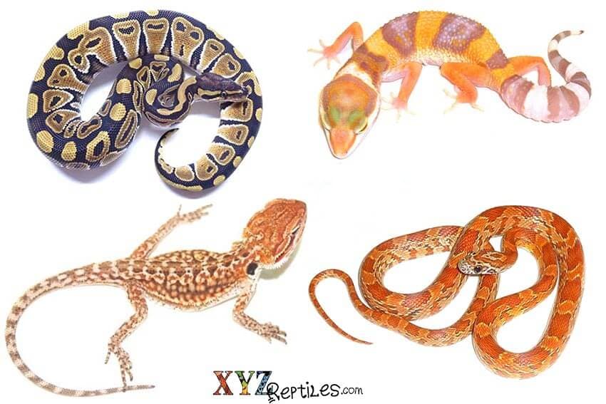 What Are The Best Reptile Pets For Handling