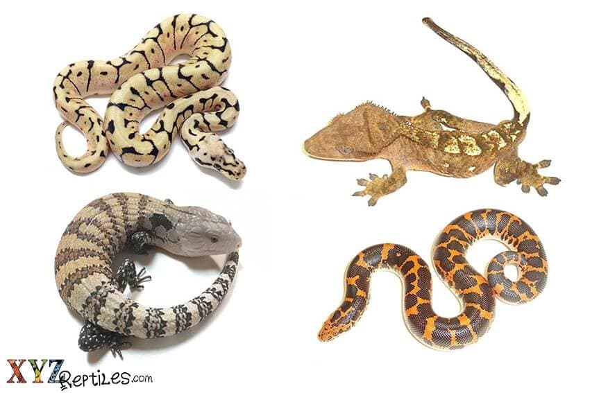 What Are Some Of The Best Reptiles For Sale Online