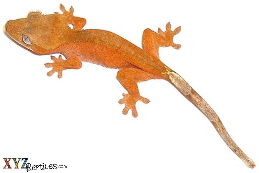 Crested Gecko Care, What You Need To Know