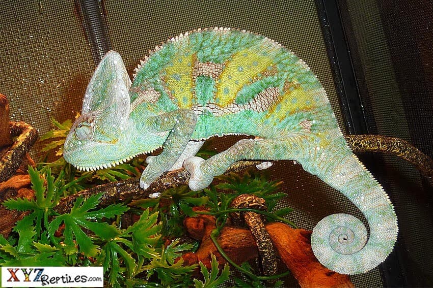 Interesting Facts About Lizards From Around The World