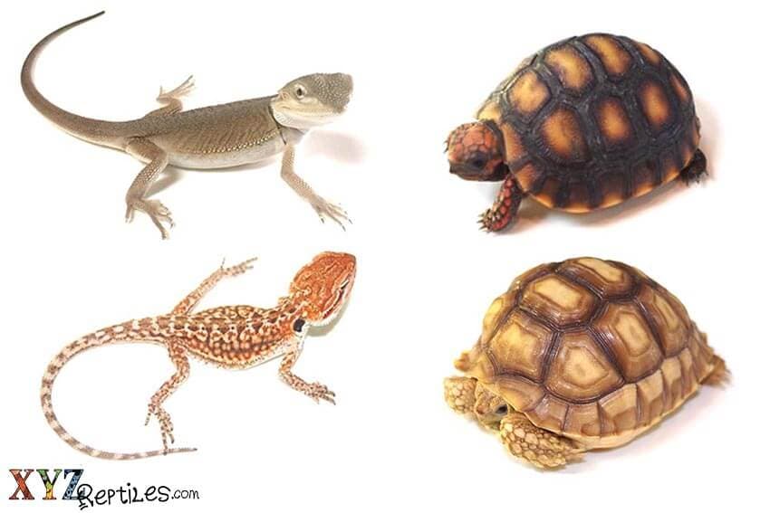 Some Great Reptile Pets from Around the World