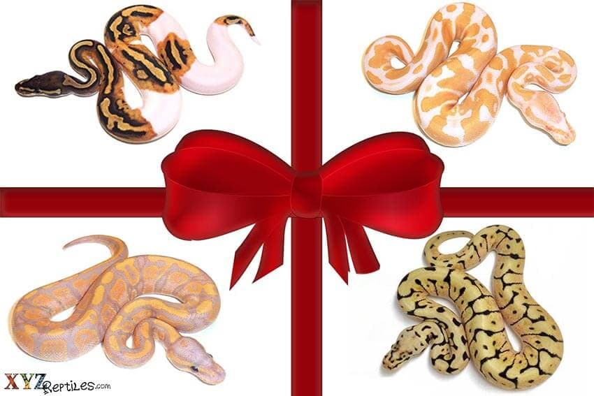 Having Trouble Finding Snakes For Sale For The Holidays?