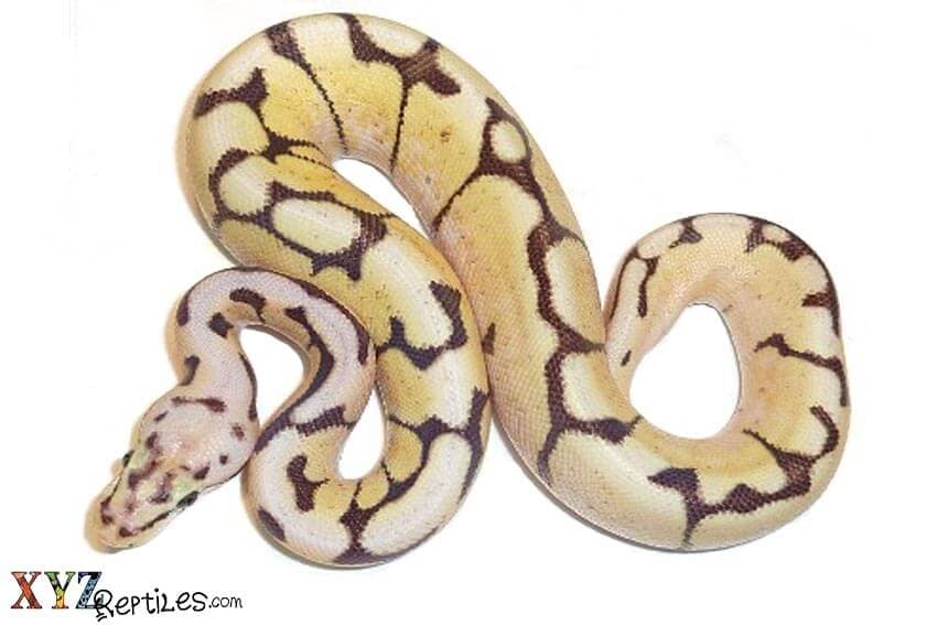 Ball Python Morphs And The Best time To Buy Them