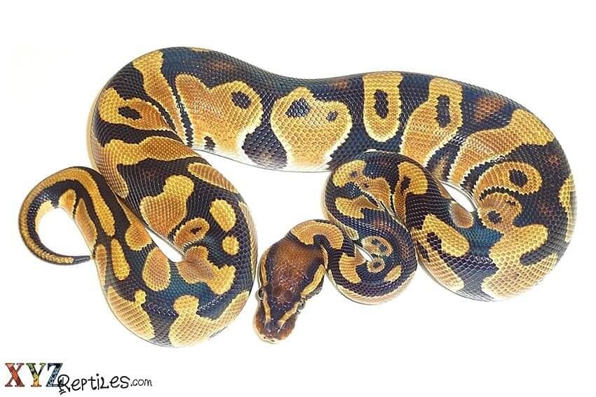 What Are The Top Selling, Most Popular Snakes on xyzReptiles.com And Why