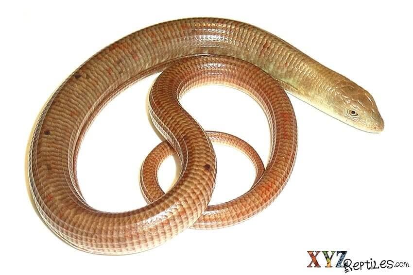 Why Are There So Many Misconceptions and Myths About Snakes?